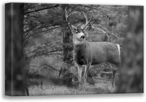 ArtDirect The Yellowstone Collection 24x17 Gallery Wrapped Canvas Museum Art Titled: Mule Deer Buck, Garnet Hill Loop, Yellowstone National Park